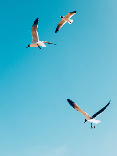 Violet Voices Impressionen