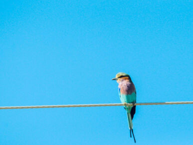 Violet Voices Impressionen